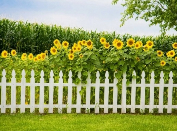 «Забор» из кукурузы и подсолнухов на огороде: зачем он нужен, и в чем его польза