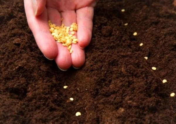 Стоит ли проливать рассадный грунт кипятком перед посевом: все «за» и «против»