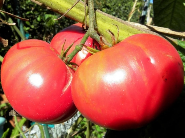 Самые сладкие и неприхотливые сорта биф-томатов