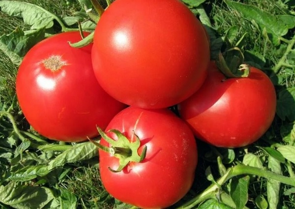 7 сортов помидоров, не оправдавшие ожидания: антирейтинг томатов по отзывам огородников