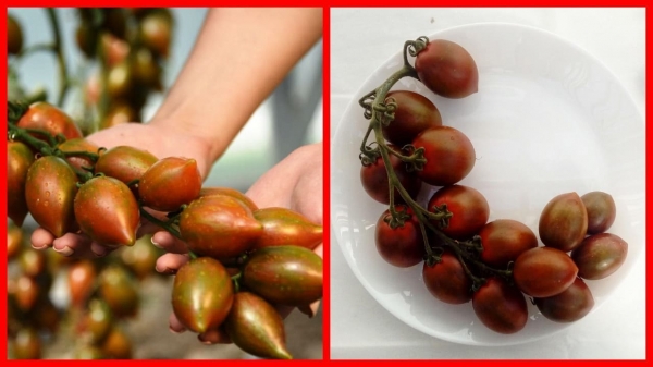7 самых урожайных и сладких сортов томатов для посадки весной 2022