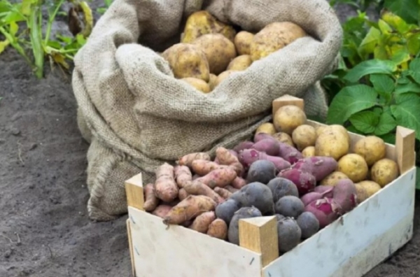 Правила хранения свеклы и картофеля зимой без потери урожая