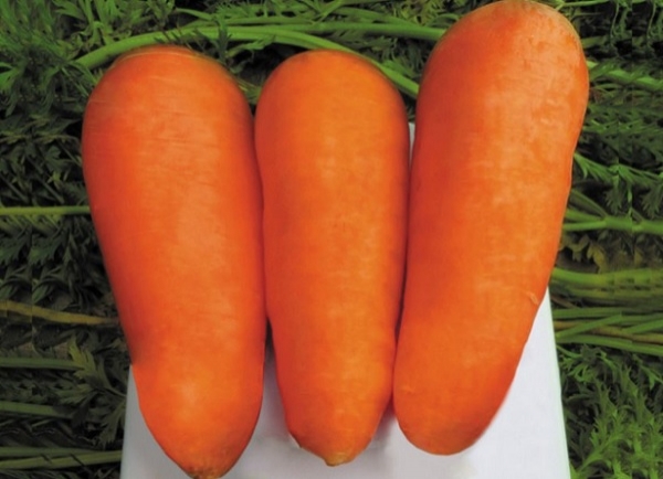 5 самых сочных и сладких сортов моркови