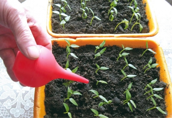 Чего боится рассада перца: 7 важных моментов при уходе, чтобы не остаться без урожая