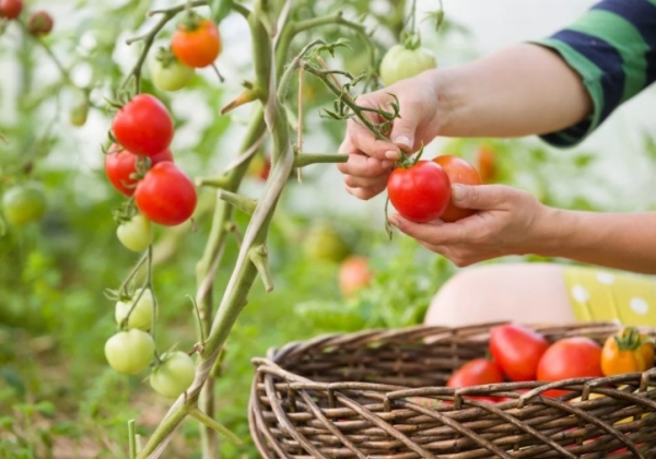 Основные ошибки при выращивании томатов, которые оставляют огородника без хорошего урожая