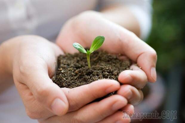 Земля для рассады – как приготовить правильную смесь для молодых растений