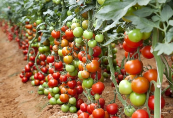 7 самых урожайных и сладких сортов томатов для посадки весной 2022