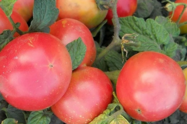 Самые вкусные розовые сорта помидоров – лучшие находки 2021 года
