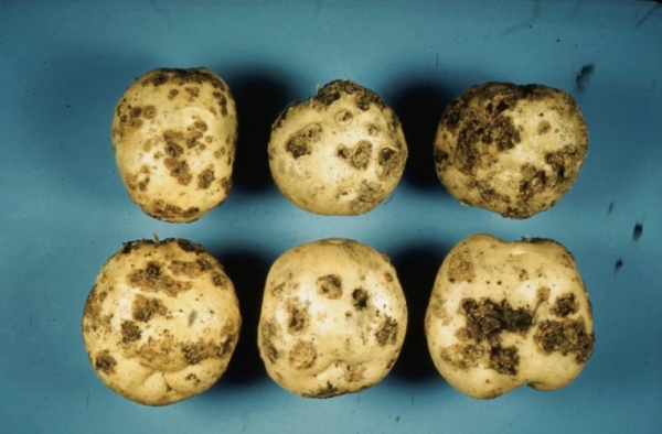 Парша на картофеле: способы борьбы, которые работают безотказно и помогают спасти урожай