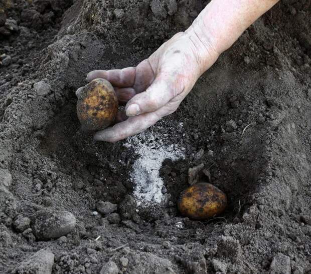 Как увеличить урожай картофеля минимум в 2 раза благодаря эффективной подкормке