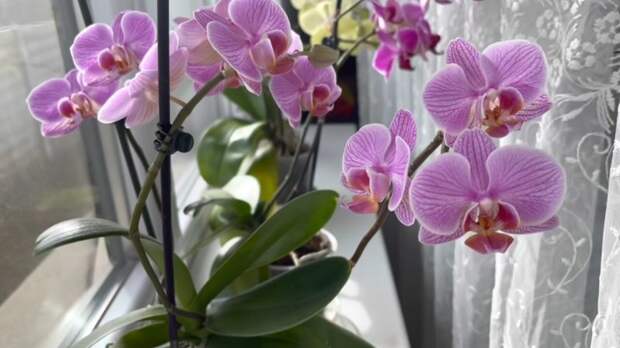 Прекрасная подкормка из чеснока для орхидеи