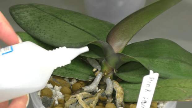 Размножение орхидеи фаленопсис
