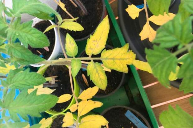Почему желтеют листья у рассады помидор и как с этим бороться
