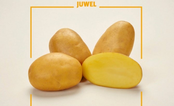 Картофель Джувел (Ювель, Juwel): описание сорта, фото, отзывы, посадка и уход