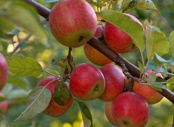 Описание сортов яблок