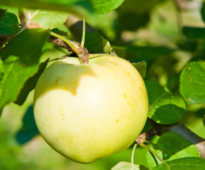 Описание сортов яблок