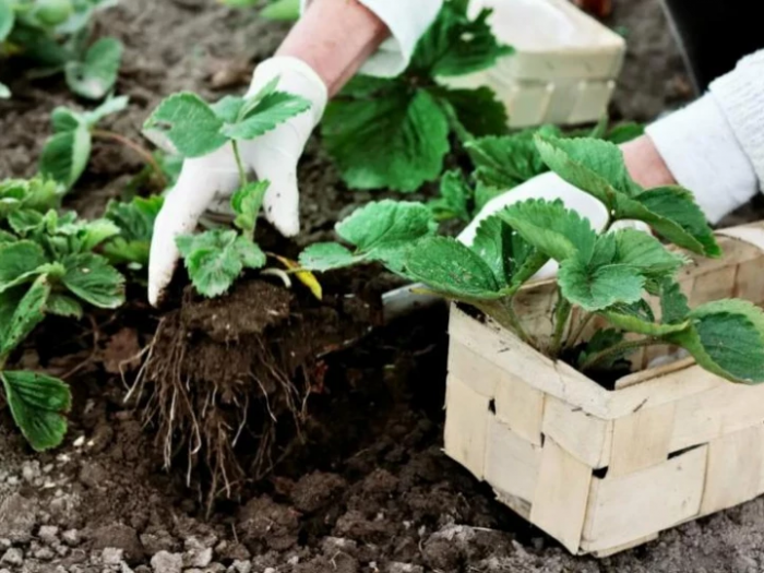 Садовая земляникам &mdash; способы выращивания в домашних условиях
