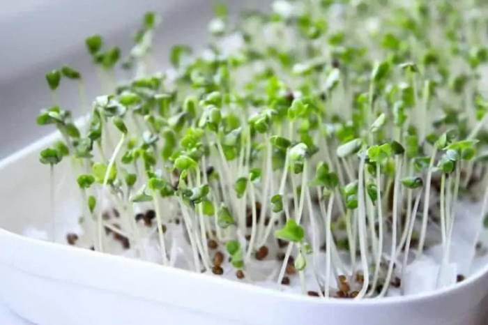 Как вырастить микрозелень в домашних условиях