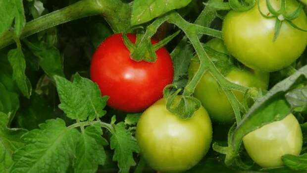 Как увеличить урожай томатов и других овощей без химии