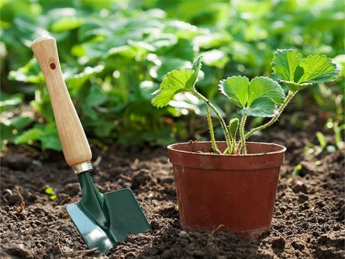 Садовая земляникам &mdash; способы выращивания в домашних условиях