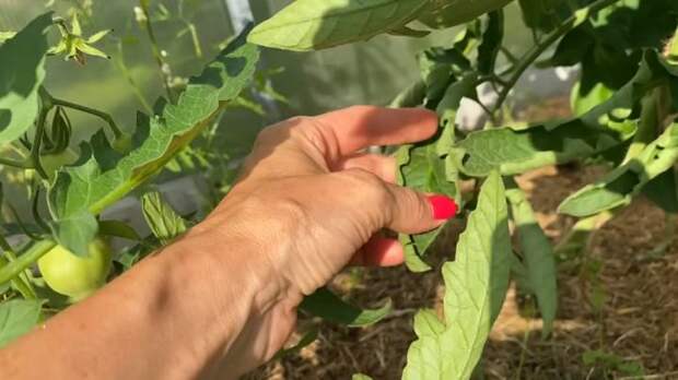 Что делать, если скручиваются листья томатов
