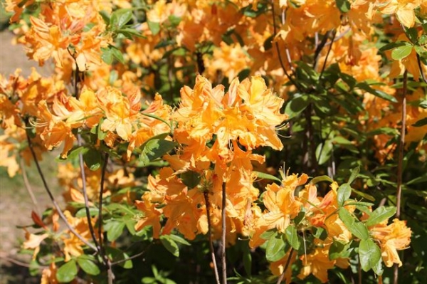 Азалия Голден Лайтс (Rhododendron Golden Lights): описание сорта, фото, отзывы, посадка и уход