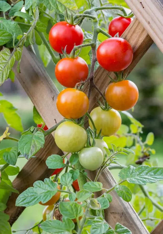 Отличные идеи поддержки томатов для продуктивного урожая