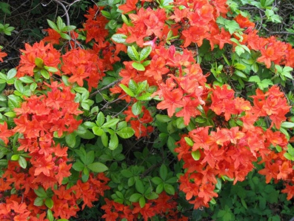 Азалия Набукко (Rhododendron Nabucco): описание сорта, фото, отзывы, посадка и уход