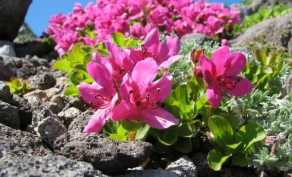 Азалия Набукко (Rhododendron Nabucco): описание сорта, фото, отзывы, посадка и уход