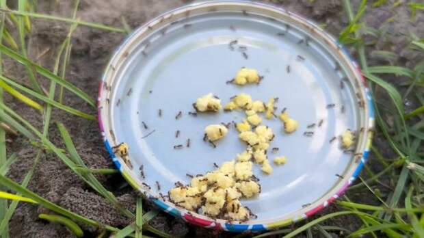 Просто аптечное средство поможет избавиться от муравьев в огороде