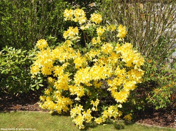 Рододендрон (азалия) Аннеке (Rhododendron Anneke): описание сорта, фото, отзывы, посадка и уход