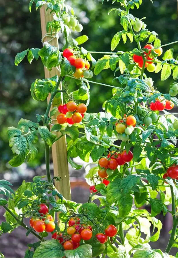 Отличные идеи поддержки томатов для продуктивного урожая