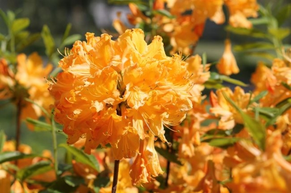 Азалия Голден Лайтс (Rhododendron Golden Lights): описание сорта, фото, отзывы, посадка и уход