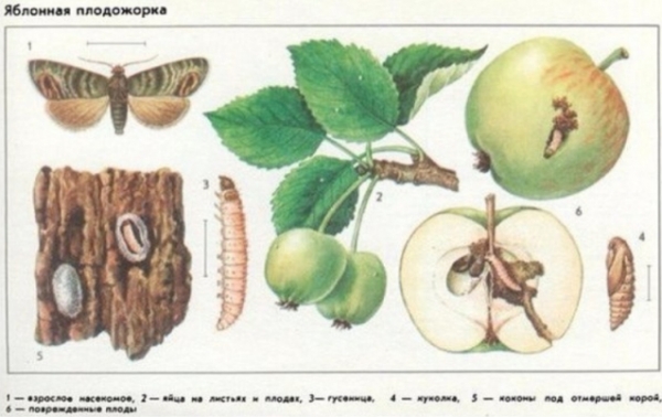 Яблоня Башкирская красавица: описание сорта, фото, отзывы, морозостойкость, посадка и уход