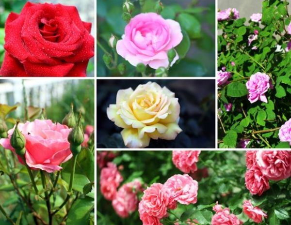 
                   Как сделать стильный цветник из роз – подбор сортов, правила ухода            