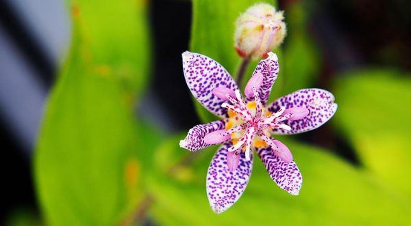 
                   Трициртис - садовая лилия            