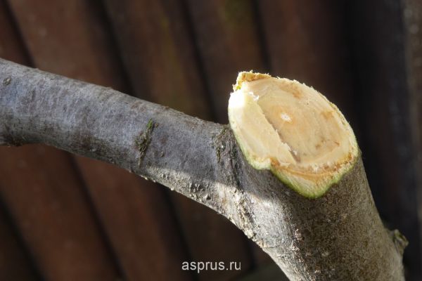 
                   Лечение ран на плодовых деревьях            