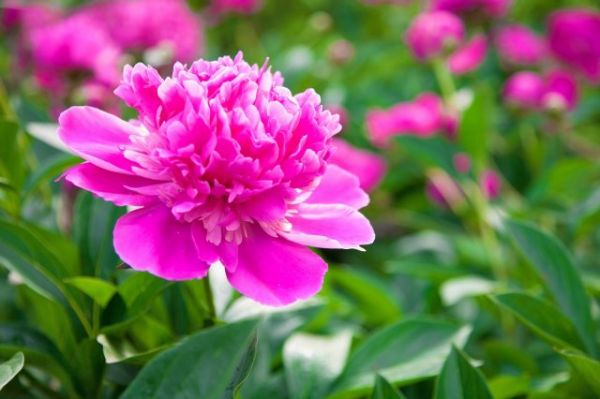 
                   Что посадить в цветнике, чтобы наполнить сад незабываемым ароматом            