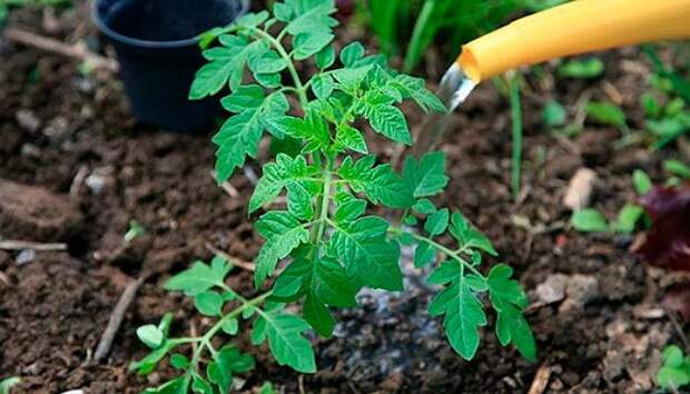 Применение йода для подкормки и защиты растений &ndash; лучшие народные рецепты