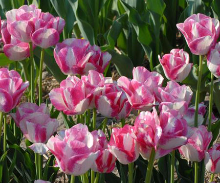 
                   Букетные тюльпаны            