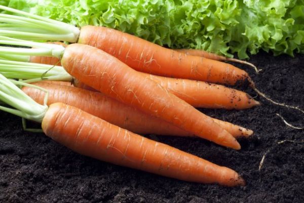 
                   Как вырастить морковь на суглинке – 4 шага до хорошего урожая            