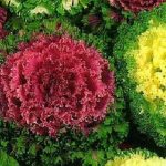 Декоративная капуста — красивое растения для вашего участка