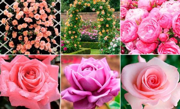 
                   Как сделать стильный цветник из роз – подбор сортов, правила ухода            