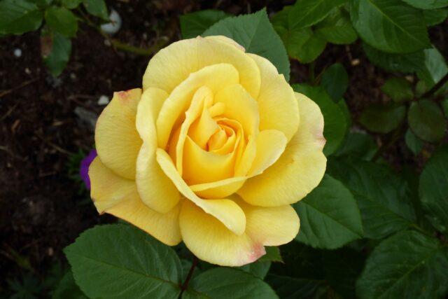 Желтая штамбовая роза флорибунда Arthur Bell (Артур Белл)