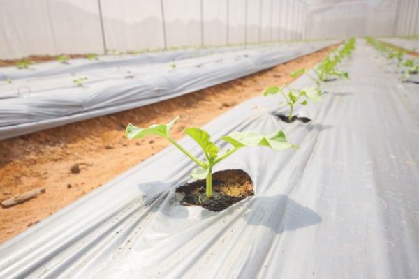 
                   Как вырастить арбузы и дыни в теплице – все работы от посева до сбора урожая            