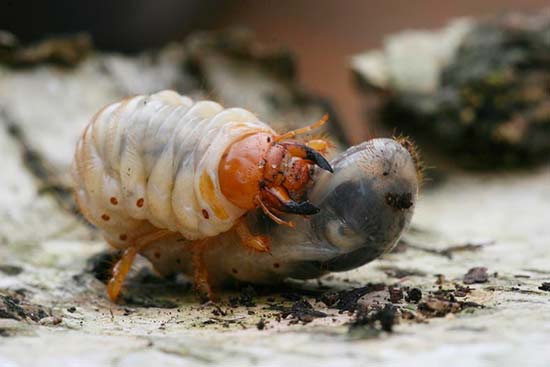 
                   Методика борьбы с майским жуком и его личинками            