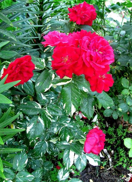 
                   Вариегатные розы Эли Сеймун            