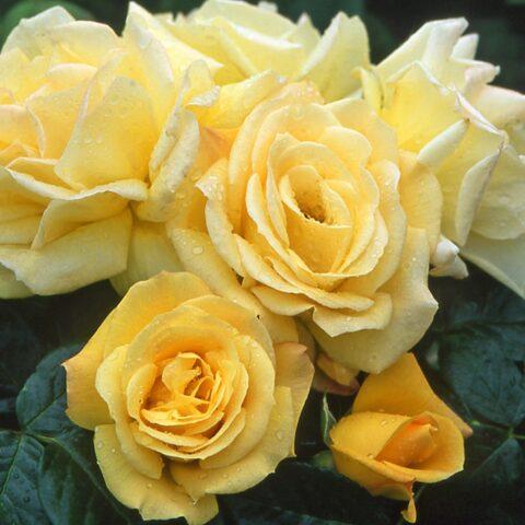 Желтая штамбовая роза флорибунда Arthur Bell (Артур Белл)