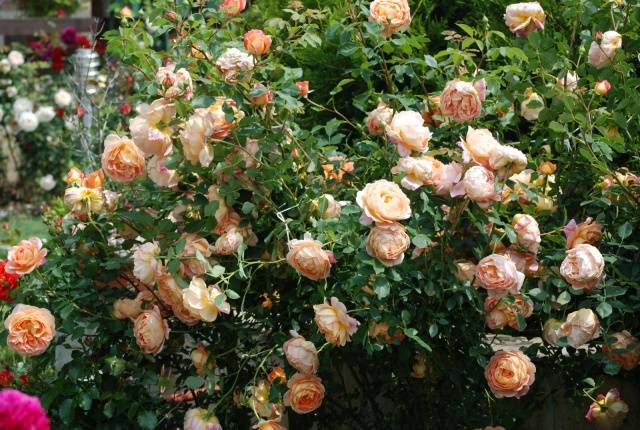 Лучшие сорта кустовых роз